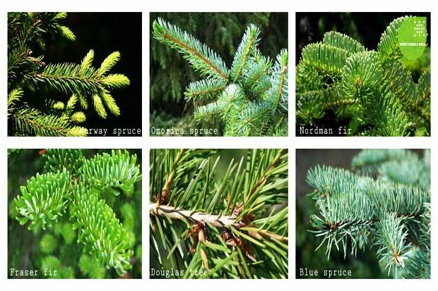 5 Jenis Pohon yang Bagus Dijadikan Pohon Natal