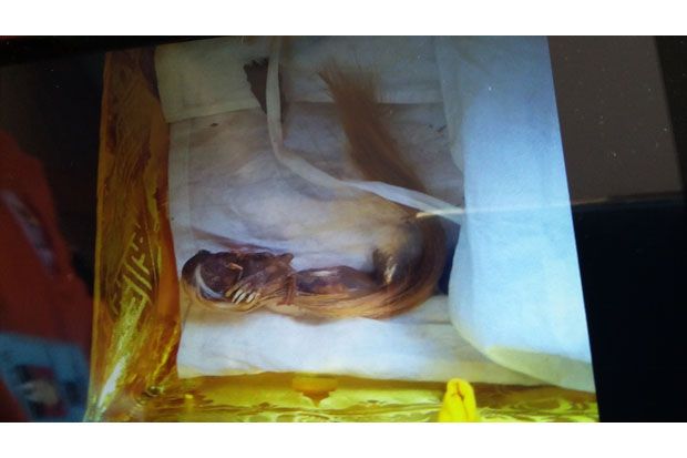 Benarkah Jenglot Mummy Manusia Berusia Ribuan Tahun?