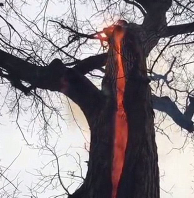 Bisa Keluarkan Api, Pohon Ini Disebut Pohon Iblis