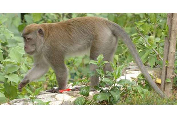 Kawanan Monyet Resahkan Pedagang di Kaliurang
