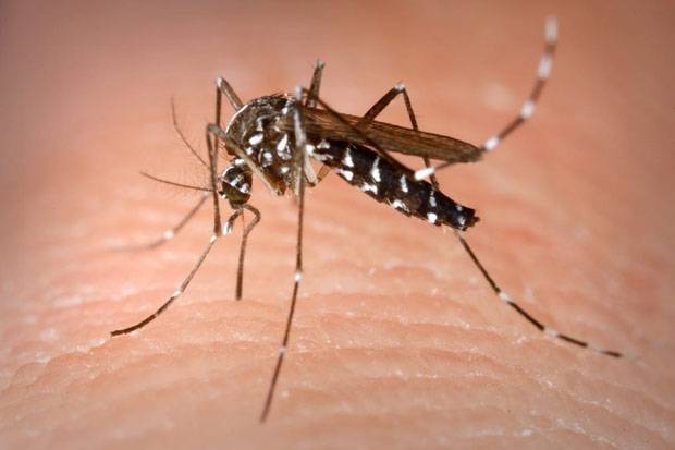 Chikungunya Lumpuhkan Warga, Pemkab Tulungagung Belum Berlakukan KLB