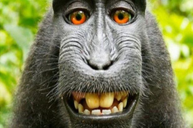 Urusan Hak Cipta Selfie, Monyet Indonesia Gebrak Pengadilan AS