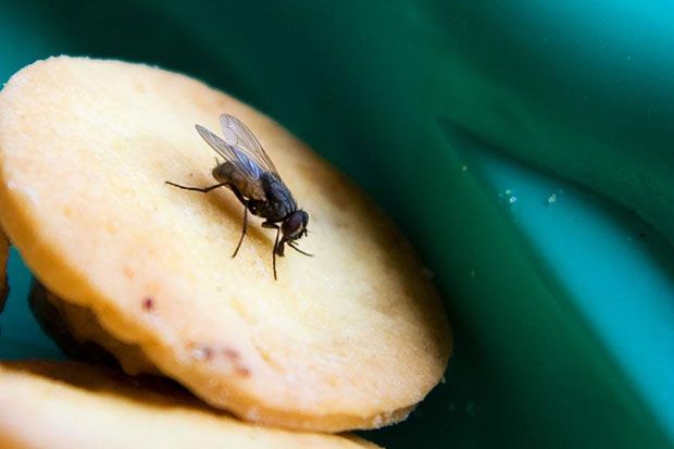Sehatkah Konsumsi Makanan yang Dihinggapi Lalat?