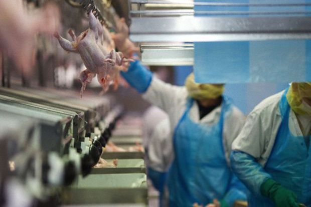 Pengusaha Rumah Potong Bantah Pasok Ayam Tak Sehat ke Supermarket