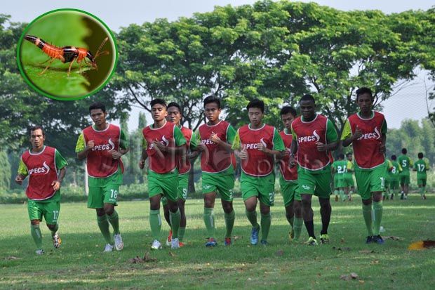 Heboh Tomcat Serang Skuat Surabaya United