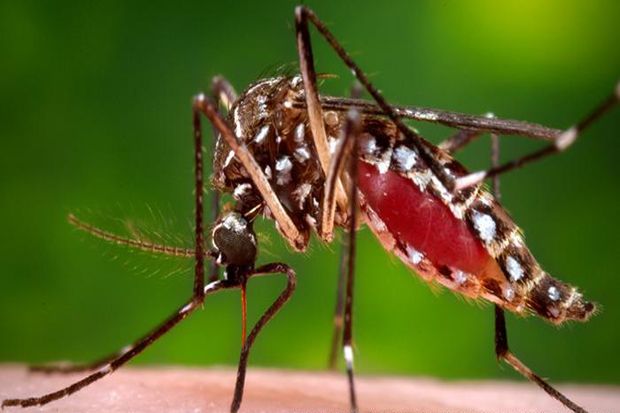 Virus Zika Ancam Olimpiade 2016