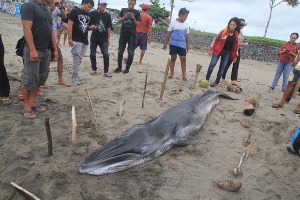 Ikan Paus Terdampar di Pantai Batu Bolong