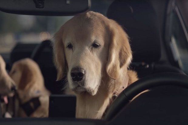 Anjing Jadi Bintang Iklan Pengujian Subaru