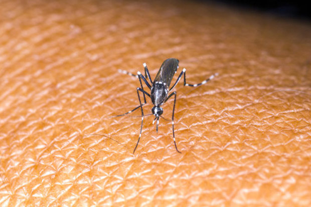 WHO: Asia dan Afrika Rentan Penyebaran Virus Zika