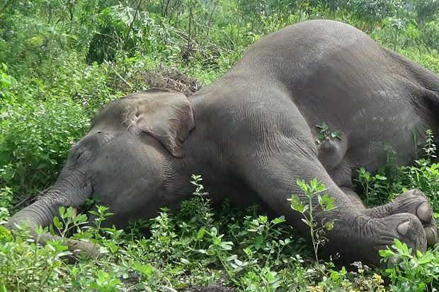 Lagi, Gajah Sumatera Mati akibat Penyempitan Lahan