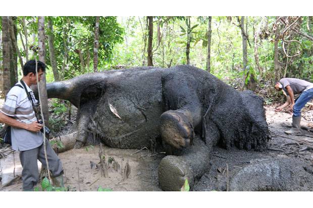 35 Gajah di Riau Mati Akibat Kawasan Habitat Menyempit