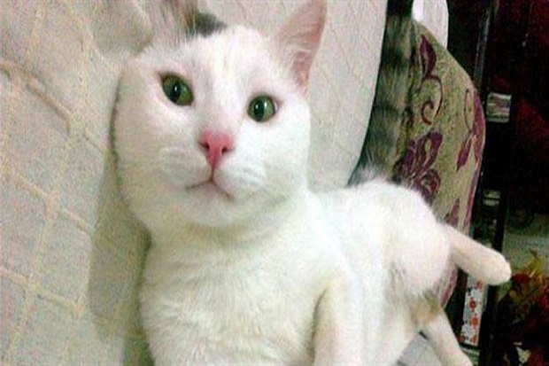 Seekor Kucing Selamatkan Wanita Turki dari Perkosaan