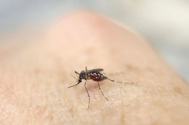 Temuan Baru di Brasil, Virus Zika Ada di Air Liur dan Urine