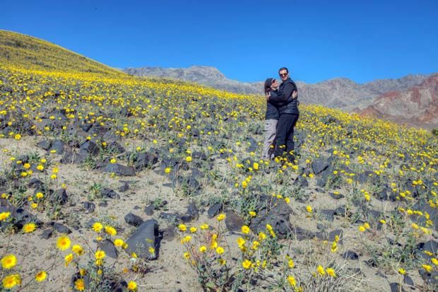 Nikmati Bunga Mekar di Death Valley, Cuma 10 Tahun Sekali