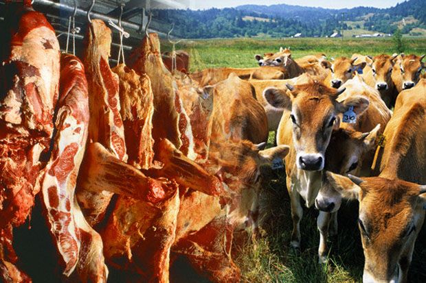 Kadin: Swasembada Sapi Ancam Pengusaha Daging Olahan Gulung Tikar