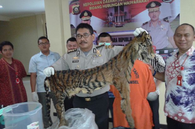 Polisi Kembangkan Kasus Penjualan Kulit Harimau Sumatera