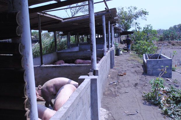 Kades di TTU Dituduh Barter Raskin dengan Ternak Babi