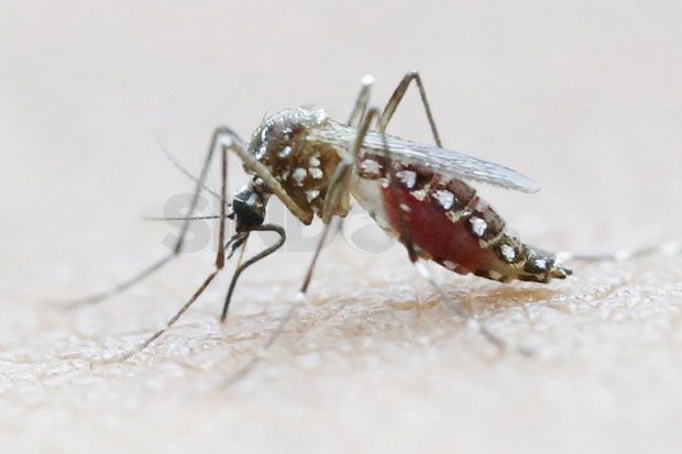 Gejala Demam Berdarah Dengue yang Patut Diwaspadai