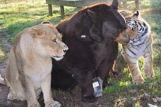 Bersaudara 15 Tahun, Harimau, Singa dan Beruang di Georgia Menolak Pisah