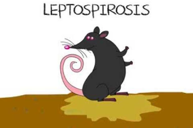 Satu Pasien Leptospirosis Akhirnya Meninggal