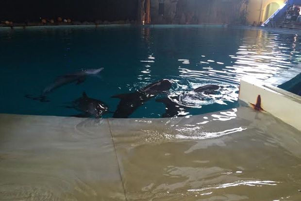 Perubahan Perilaku Lumba-lumba Saat Gerhana Matahari Total