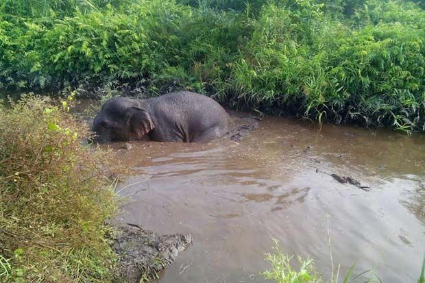 Gajah Liar Terjebak di Dalam Kanal Bloking