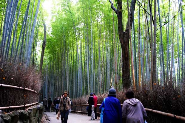 Sejuknya Plesir ke Hutan Bambu Sagano di Jepang