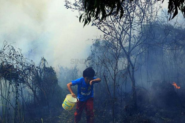Atasi Kebakaran Hutan, Pemerintah Restorasi Lahan Gambut
