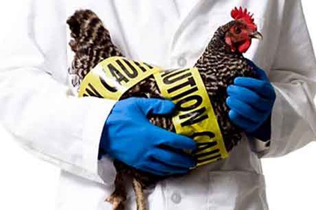Kenali Gejala-Gejala Flu Burung Seperti Berikut