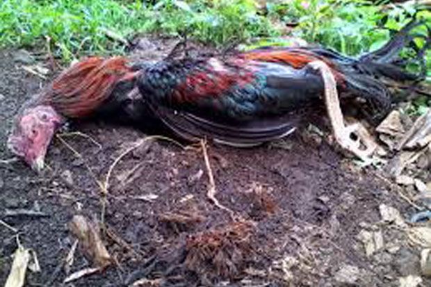 Flu Burung Serang Ponorogo, Ratusan Ekor Ayam Bangkok Mati