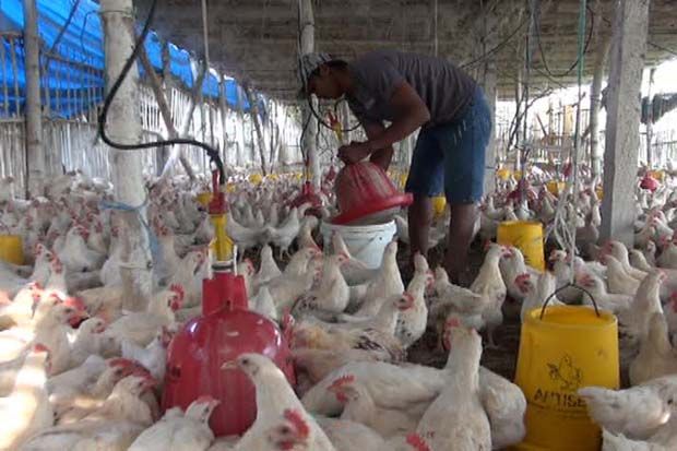 Dihantui Flu Burung, Ribuan Ekor Ayam Peternak Tak Terjual