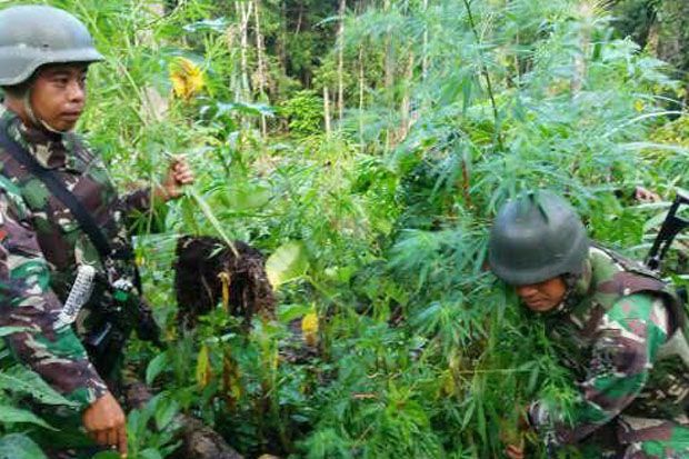 Aparat TNI Temukan Ladang Ganja di Keerom