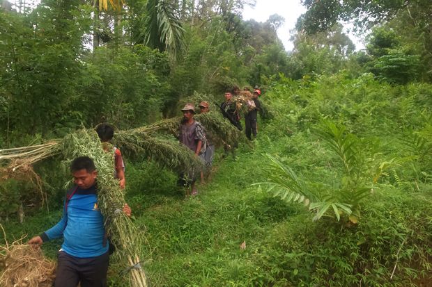 289 Hektare Ladang Ganja Ditemukan di Aceh