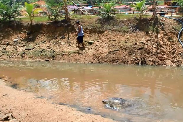 Hendak Buang Air Kecil, Luther Temukan Penyu