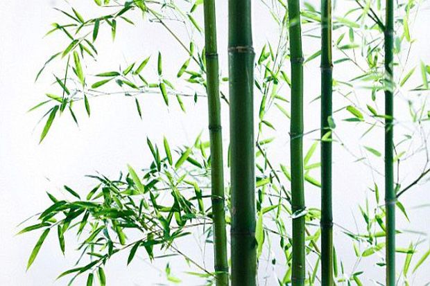Sleman Targetkan Setahun Sepuluh Hektare Tambahan Pohon Bambu