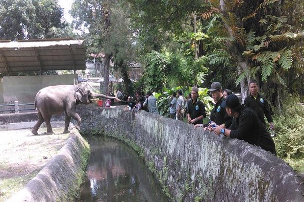 Kembangkan Kecakapan, 25 Perawat Gajah Datangi Gembira Loka Zoo