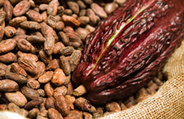USAID Kerja Sama Swasta Kembangkan Kakao Organik Aceh