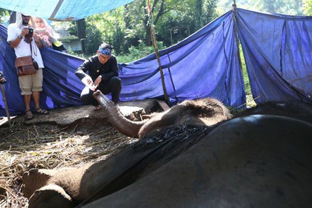 Ridwan Kamil Jenguk Gajah Sakit di Kebun Binatang Bandung