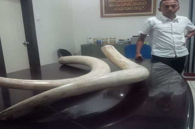 Polda Riau Tetapkan Lima Tersangka Perdagangan Gading Gajah