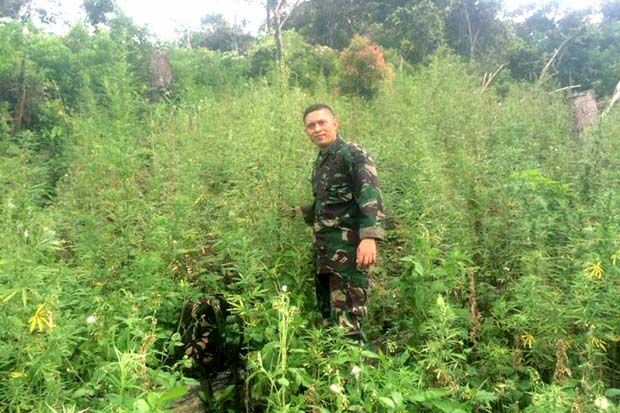 Latihan di Gunung, Pasukan Raider Temukan 2 Ha Kebun Ganja