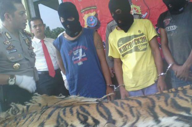 Penjual Kulit Harimau Sumatera Ditangkap Polisi