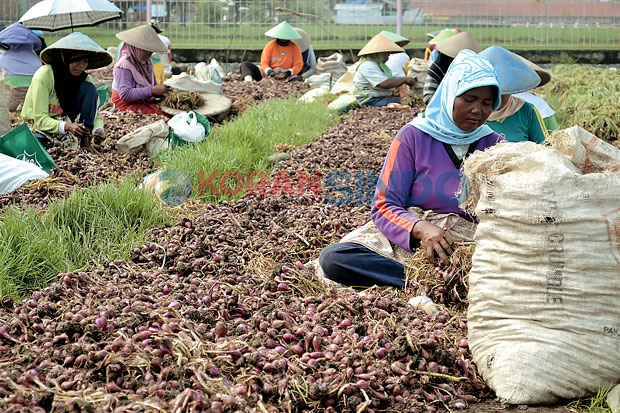 Pemerintah Diminta Batalkan Impor Bawang Merah
