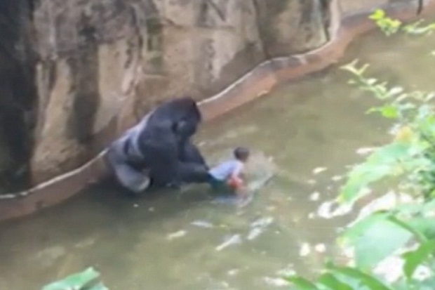 Seret Bocah 4 Tahun, Gorila Bonbin Cincinnati Ditembak Mati