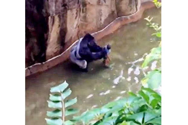 Polisi AS Selidik Orang Tua Bocah yang Jatuh ke Kandang Gorila