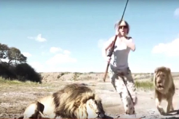 Video: Singa Afsel Balas Dendam pada Pemburu Pembunuh Temannya