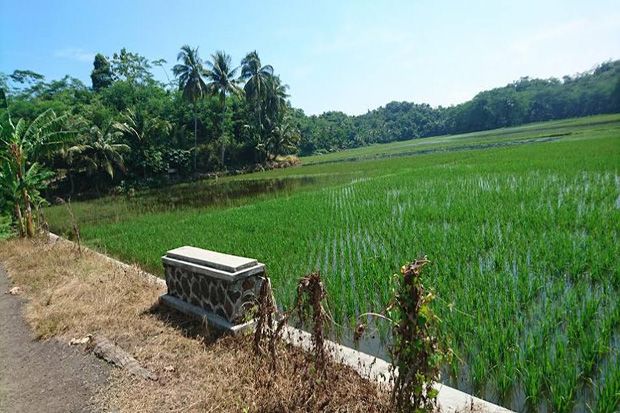 150 Hektare Sawah Warga Terendam Air Laut