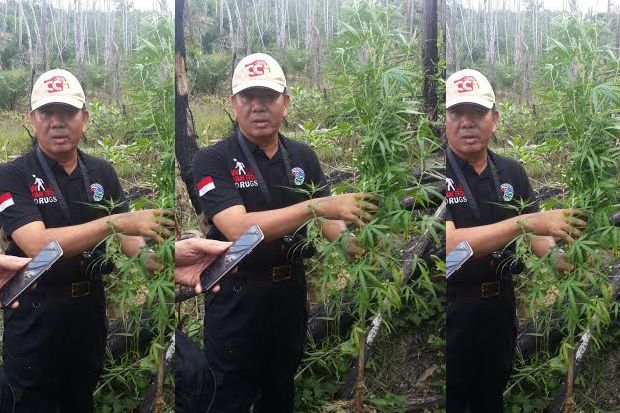 Polisi Temukan Ladang Ganja di Pekanbaru