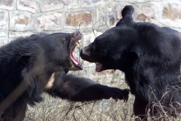 Sebanyak 4 Warga Jepang Tewas Dimangsa Beruang