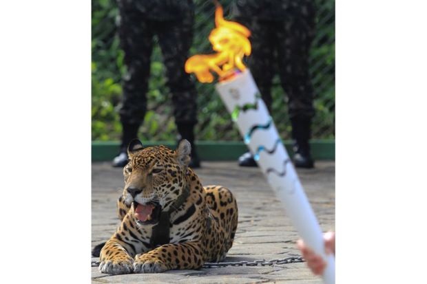 Jaguar Amazon Ditembak Mati di Upacara Obor Olimpiade