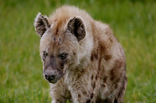 Hyena Serang Wajah Remaja Ini Seperti Makan Keripik